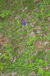 European columbine